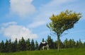 Tree and a cow Royalty Free Stock Photo