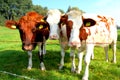 Tree cows behind the fence Royalty Free Stock Photo