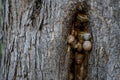 Tree crack where several snails live or hide in it