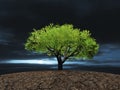 Tree on the cracked dry ground