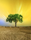 Tree on Cracked soil, earth desert terrain with the Gold sky