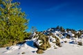 Tree at craters of the moon