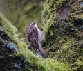 Tree Creeper aka Certhiidae.