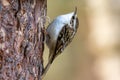 Tree creeper bird perched on tree trunk Royalty Free Stock Photo