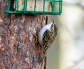 Tree creeper bird perched on tree trunk Royalty Free Stock Photo