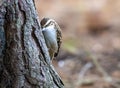 Tree creeper bird perched on tree trunk Royalty Free Stock Photo