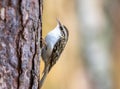 Tree creeper bird perched on tree trunk Royalty Free Stock Photo