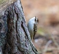 Tree creeper bird perched on tree trunk Royalty Free Stock Photo