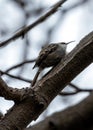 Tree Creeper (Certhia brachydactyla) in El Retiro Park, Madrid