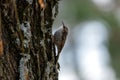 Tree Creeper (Certhia brachydactyla) in El Retiro Park, Madrid