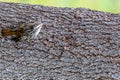 Tree Creeper (Certhia brachydactyla) in El Retiro Park, Madrid