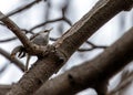 Tree Creeper (Certhia brachydactyla) in El Retiro Park, Madrid