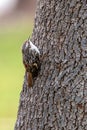 Tree Creeper (Certhia brachydactyla) in El Retiro Park, Madrid