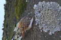 Tree creeper, Certhia Familiaris