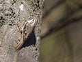 Tree creeper - Certhia familiaris