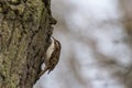 Tree Creeper Certhia Familiaris Royalty Free Stock Photo