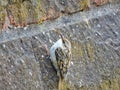 Tree Creeper climbing a Wall Royalty Free Stock Photo