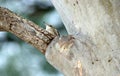 Tree Creeper on Gum Tree Royalty Free Stock Photo