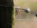 tree creeper on pasture pole