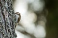 Tree-creeper (Certhia familiaris) in action