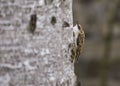 Tree Creeper