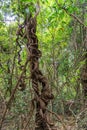 Tree creeper in tropical forest