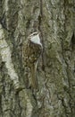 a tree creeper on a trunk of a tree