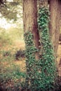 Tree with creeping ivy in forest Royalty Free Stock Photo