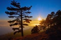 The tree on the Crimean coast of the Black sea against the background of beautiful sunset.