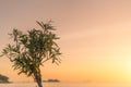 Tree on the Croatian coast in Dubrovnik Royalty Free Stock Photo