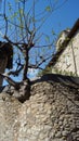 Tree with crooked trunk and freshly leaves on the background of old brick walls Royalty Free Stock Photo