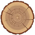 Tree cross section Royalty Free Stock Photo