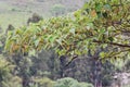 A bird Tyrannus savana perched on the branch of the Croton urucurana tree