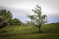 Tree and crow