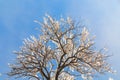 tree crown against blue sky, winter time