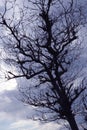 Tree crown of a birch tree, fresh green leaves. Royalty Free Stock Photo