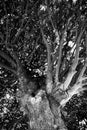 Tree crown in black and white. Royalty Free Stock Photo