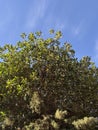 Tree crown with dark green leaves an blue sky Royalty Free Stock Photo