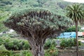 Tree crown of Dragon tree. Dracaena draco tree is natural symbol of the island Tenerife. Icon De Los Vinos town, Canary, Spain Royalty Free Stock Photo