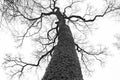 Tree crown without leaves from below view in black and white Royalty Free Stock Photo
