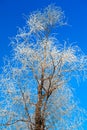 The tree crown with rime in blue sky Royalty Free Stock Photo