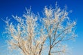 A tree crown with soft rime in blue sky Royalty Free Stock Photo