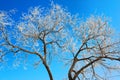 The tree crown with soft rime in blue sky Royalty Free Stock Photo