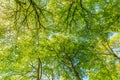 Tree crowns of Beech trees, Fagus sylvatica, with soft yellow green leaves