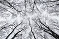 Tree crowns from below. Winter trees in the park