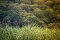 Tree crowns with green leaves in dense primeval forest against the background of thickets of green reeds