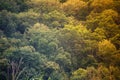 Tree crowns with green leaves in dense primeval forest, jungle with deciduous trees