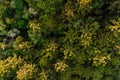 Tree crowns of trees in Urubici, Brazil. Aerial view