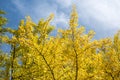 Tree crowns of yellow leaved gingko trees and blue sky with clouds