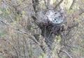 On the tree, in the crows` nest lie eggs Royalty Free Stock Photo